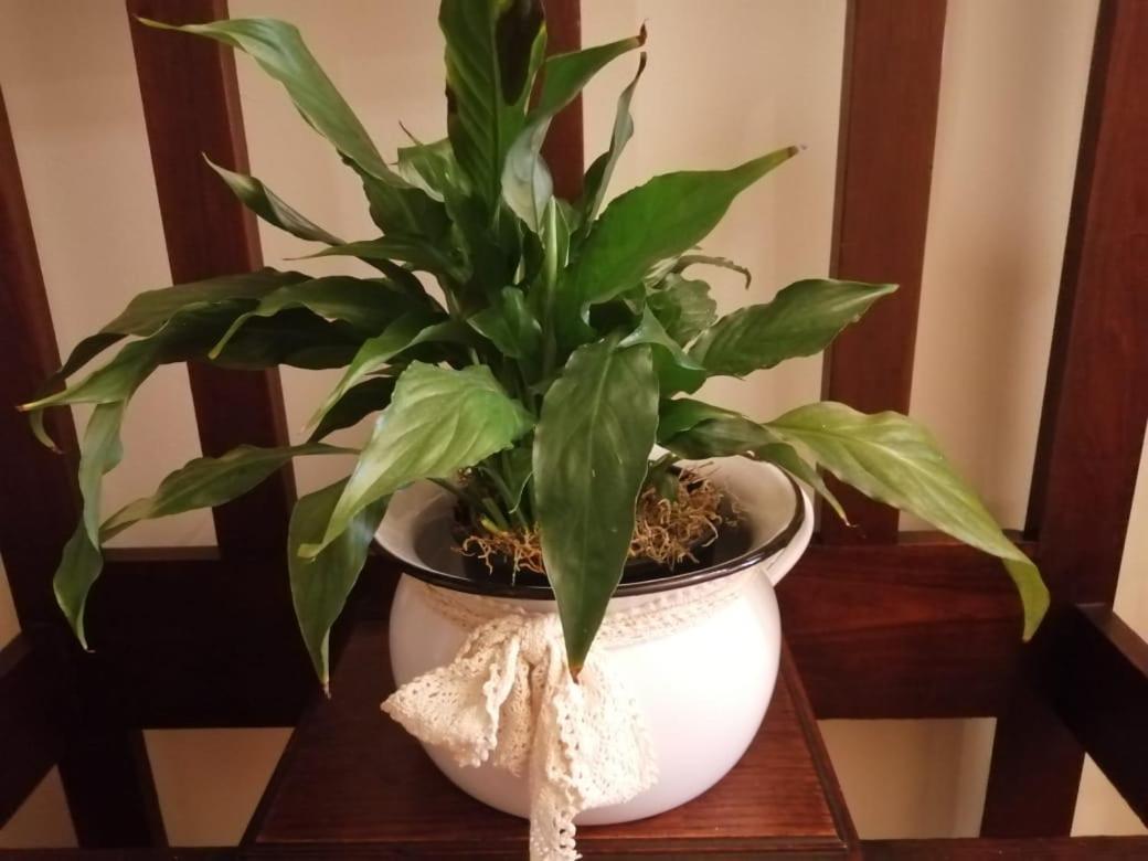 Monte Rosa Guesthouse 罗森维尔 外观 照片